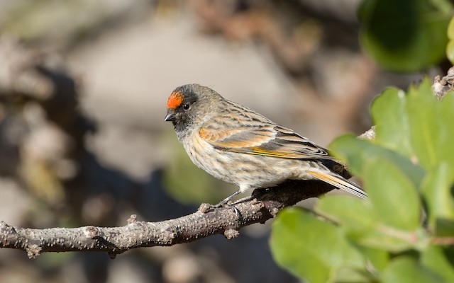 Fire-fronted Serin ML611480391