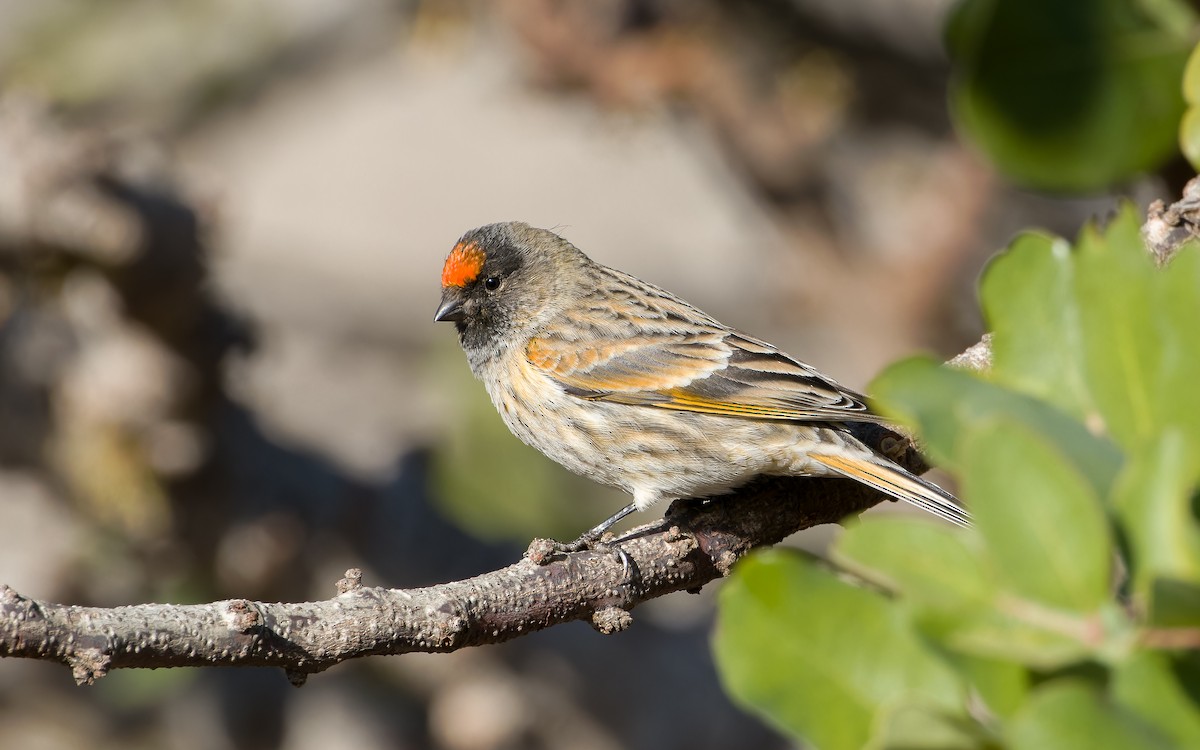 Fire-fronted Serin - Odysseas Froilán Papageorgiou