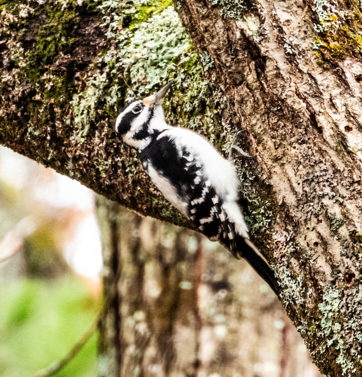 Hairy Woodpecker - ML611480394