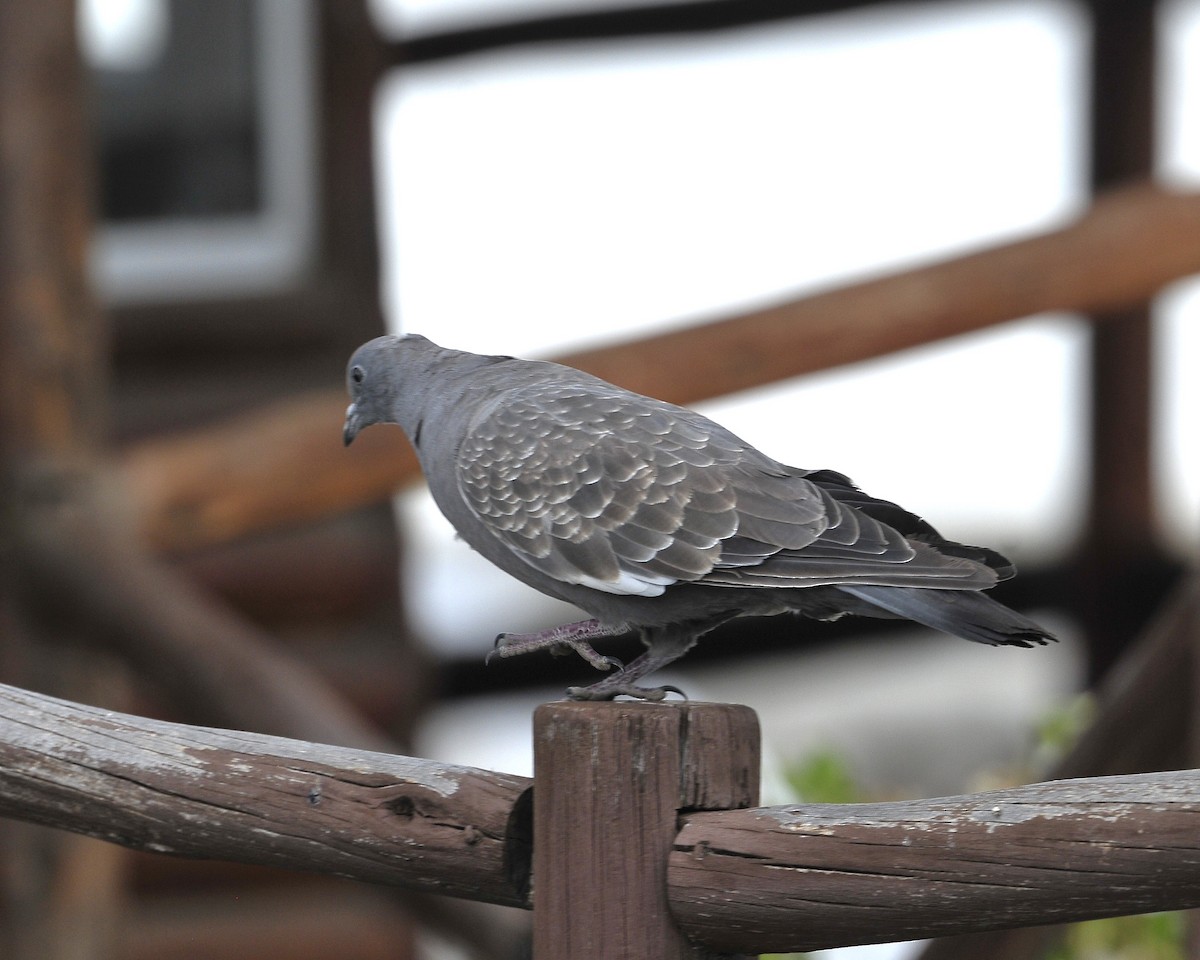 Spot-winged Pigeon - Kurt Hennige