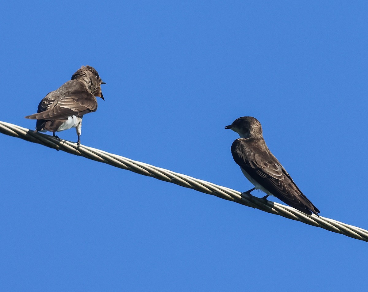 Northern Rough-winged Swallow (Ridgway's) - ML611480609