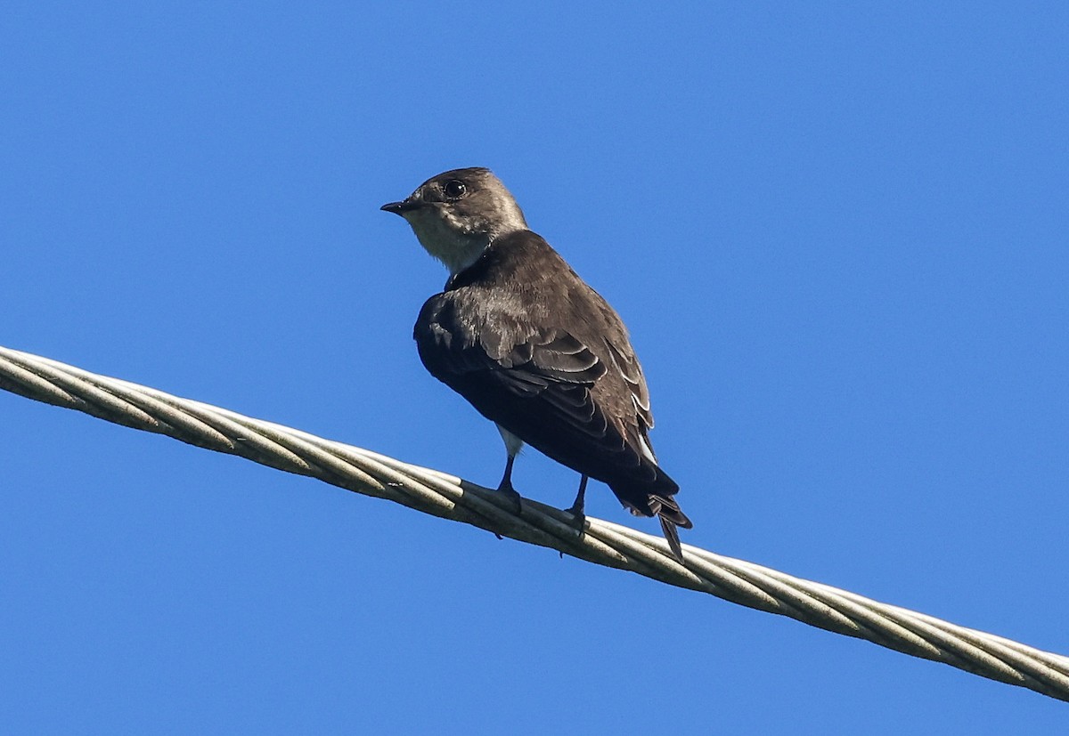 Northern Rough-winged Swallow (Ridgway's) - ML611480616