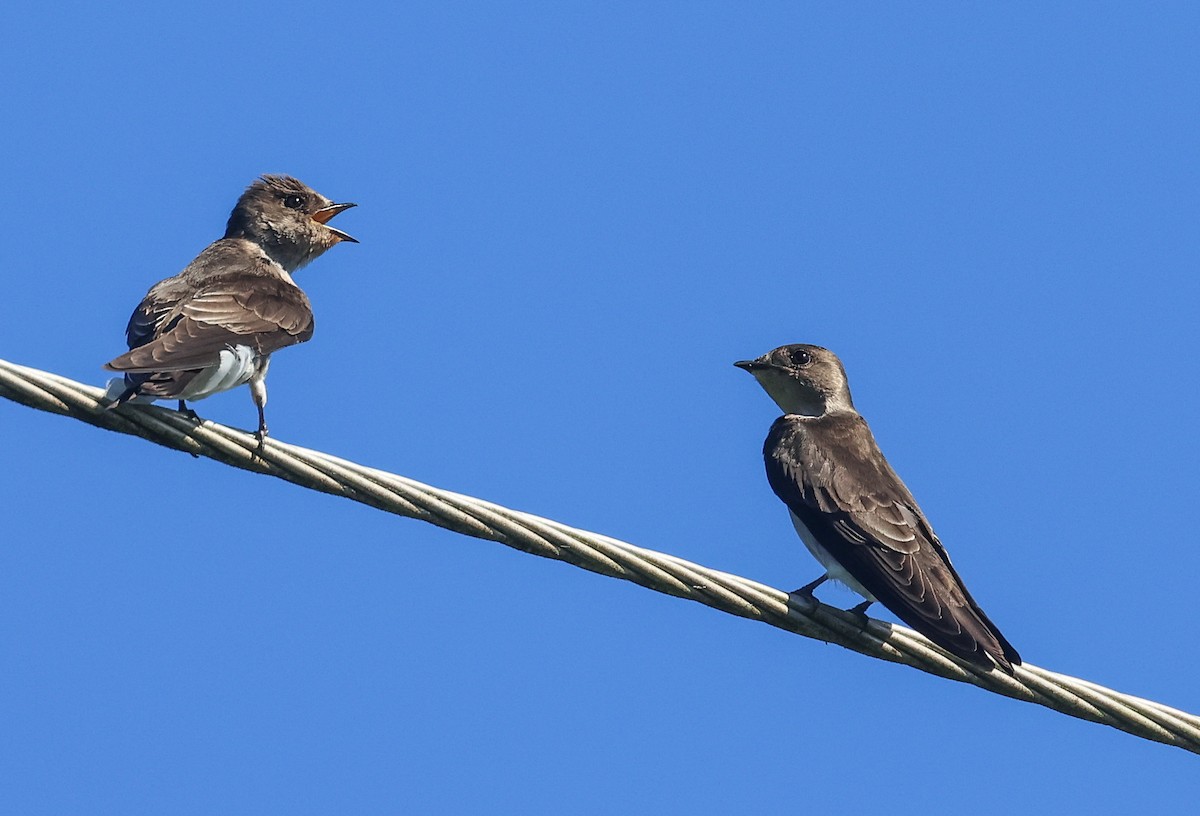 Northern Rough-winged Swallow (Ridgway's) - ML611480621
