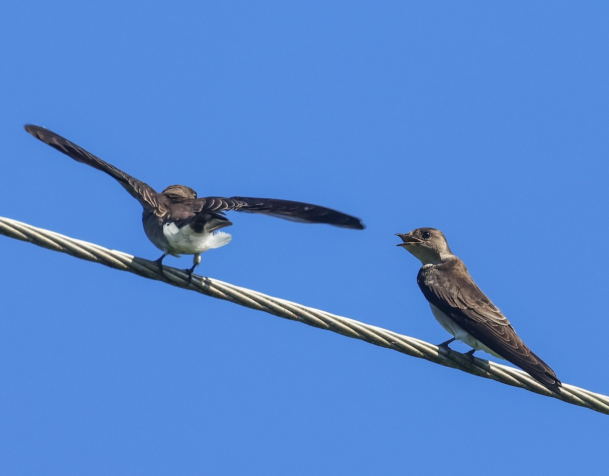Northern Rough-winged Swallow (Ridgway's) - ML611480623