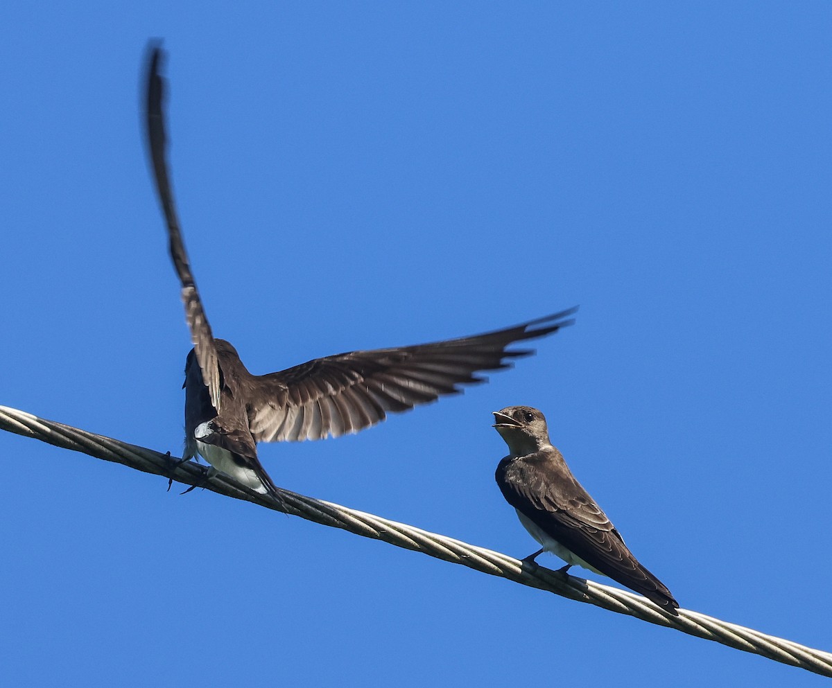 Northern Rough-winged Swallow (Ridgway's) - ML611480624