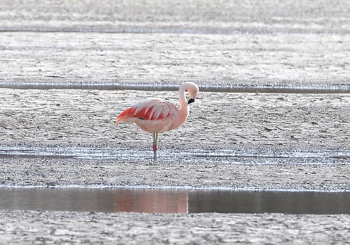 Şili Flamingosu - ML611480648