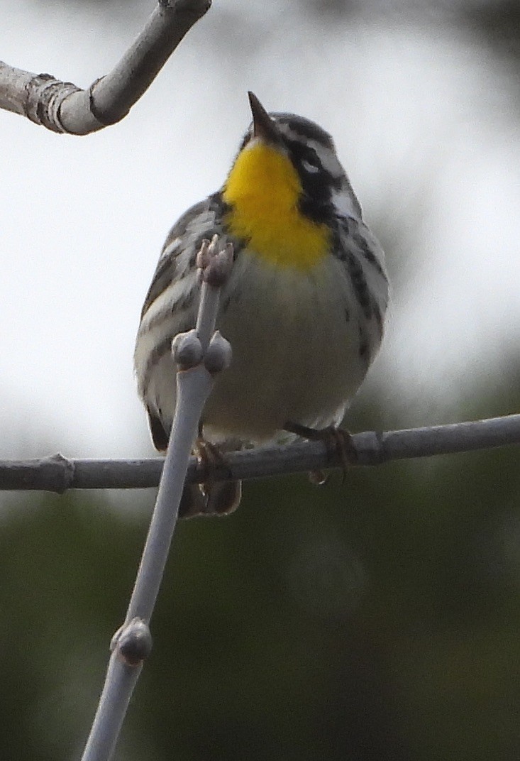 Yellow-throated Warbler - ML611480724
