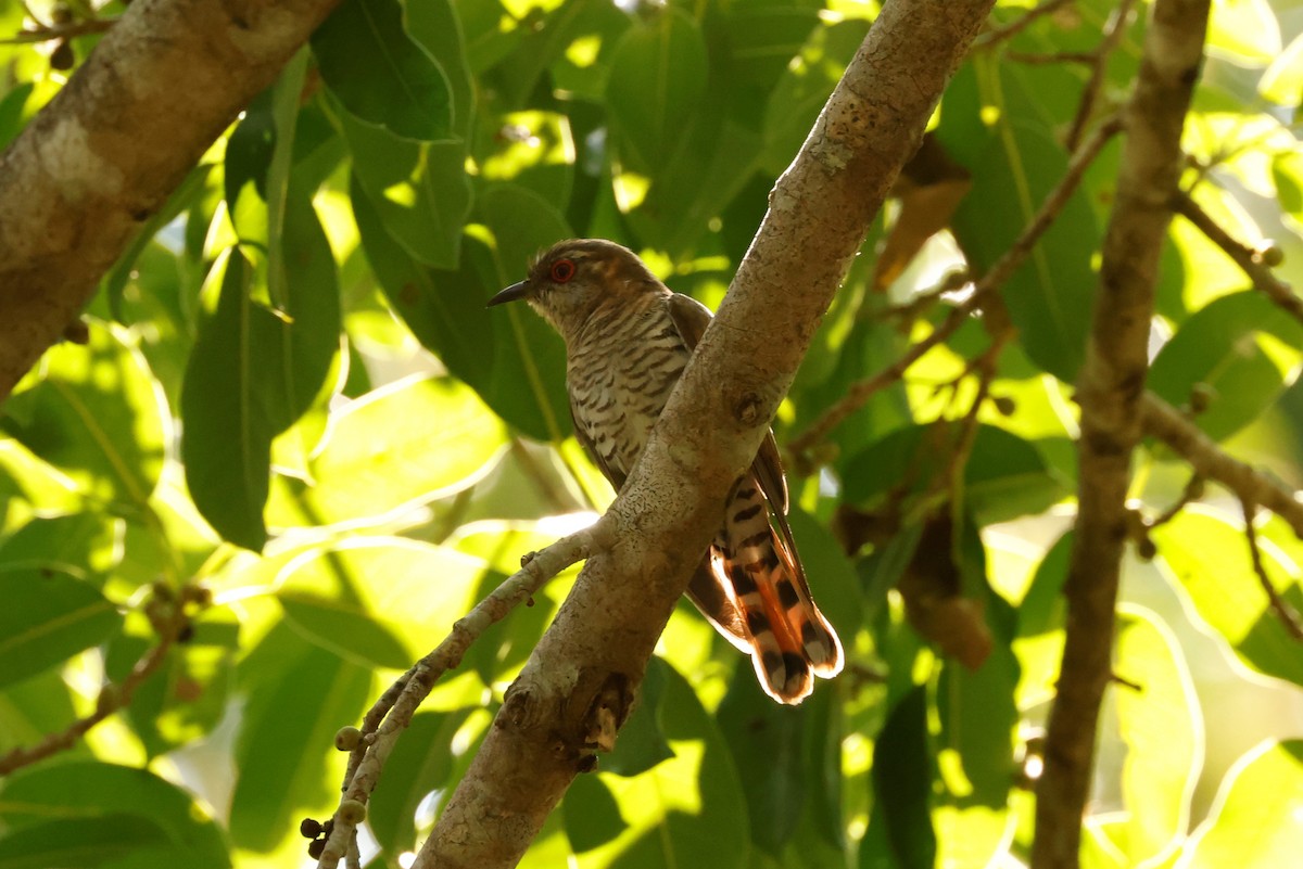 Little Bronze-Cuckoo (Gould's) - Russ Namitz