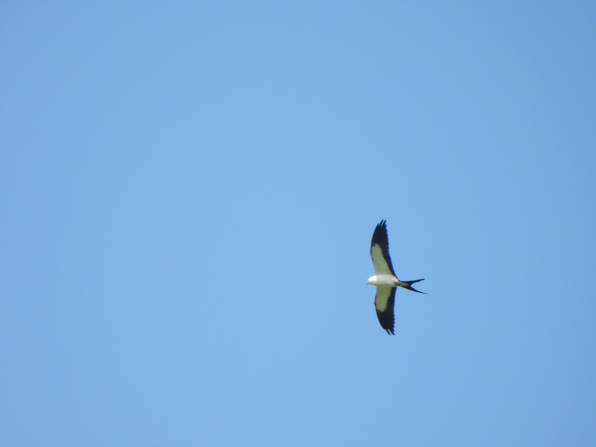 Swallow-tailed Kite - ML611480905