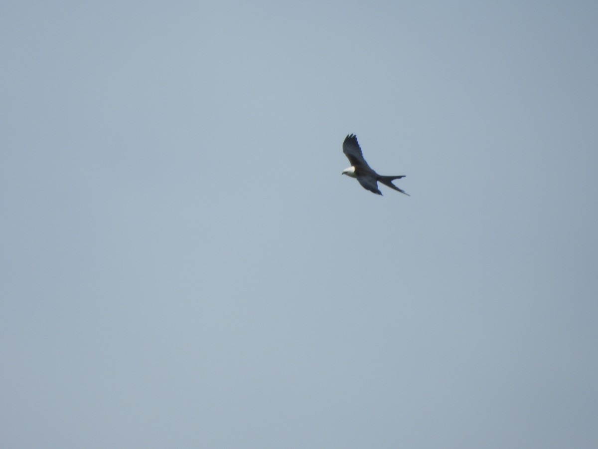 Swallow-tailed Kite - ML611480906