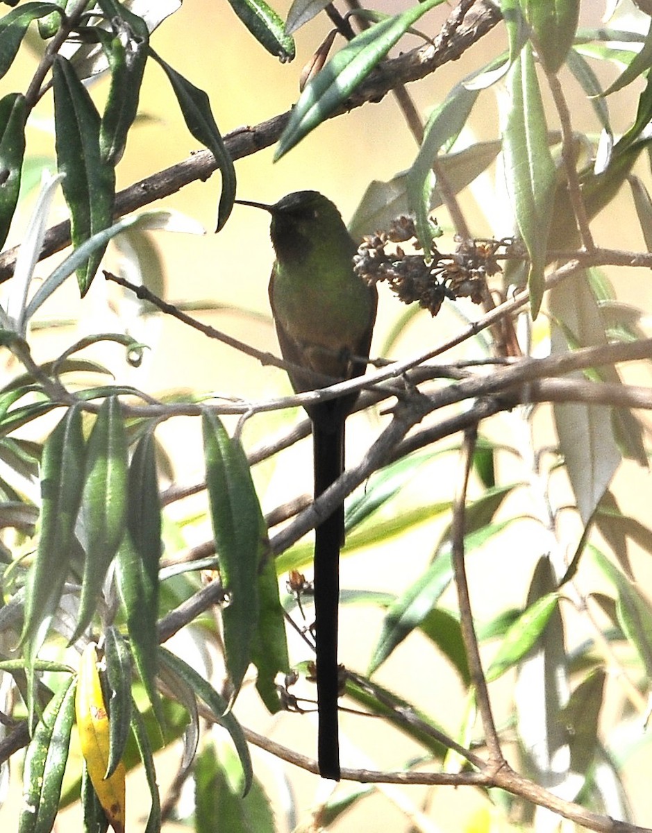 Yeşil Kuyruklu Kolibri - ML611480977