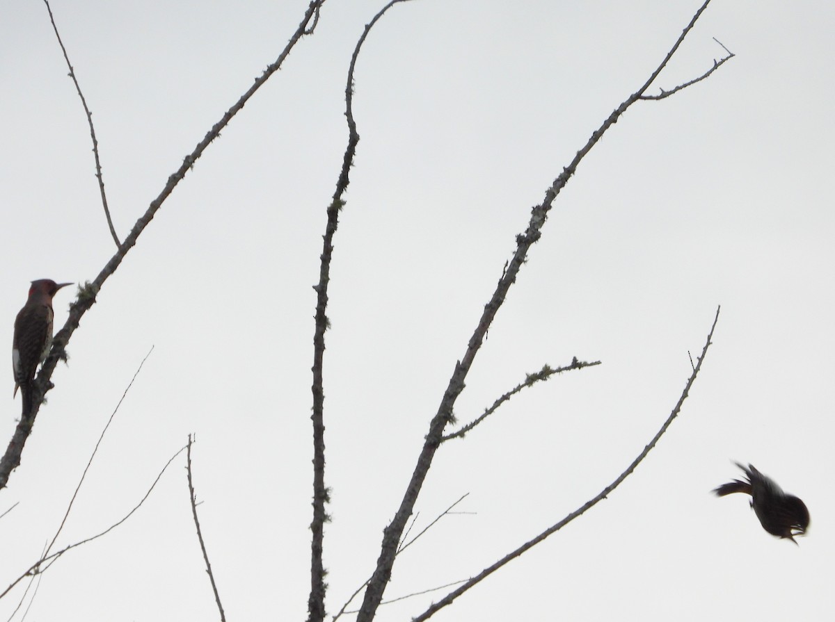 eBird Checklist 21 Nov 2023 Reed Creek Nature Park & Interpretive