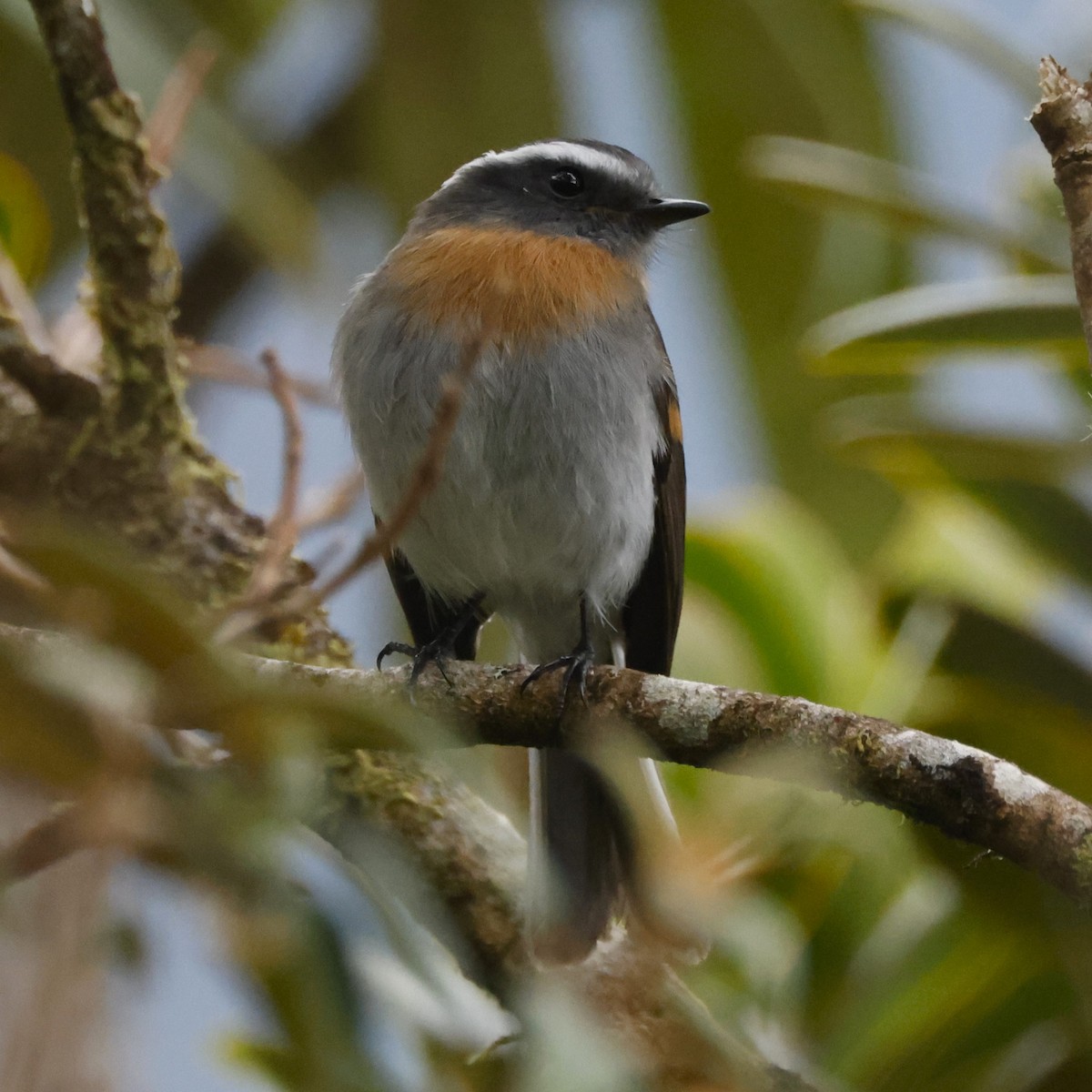 Rufous-breasted Chat-Tyrant - ML611481883