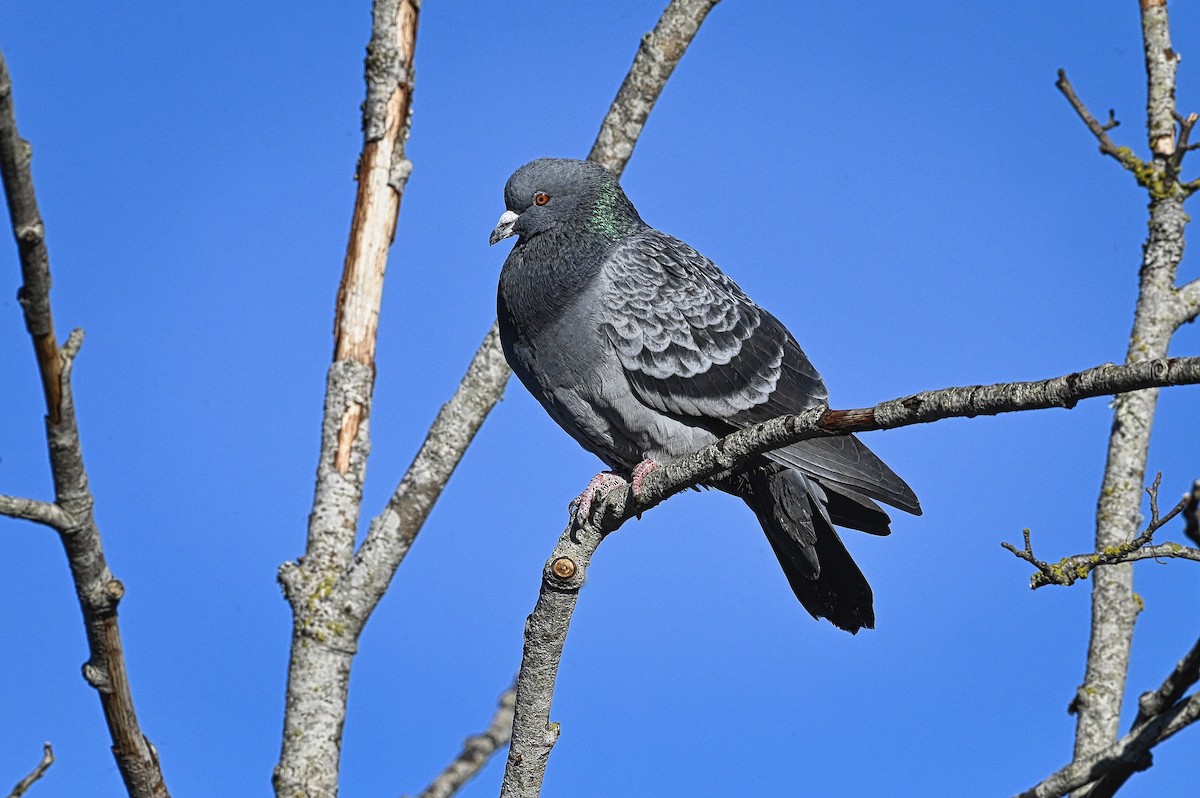Rock Pigeon (Feral Pigeon) - ML611481973