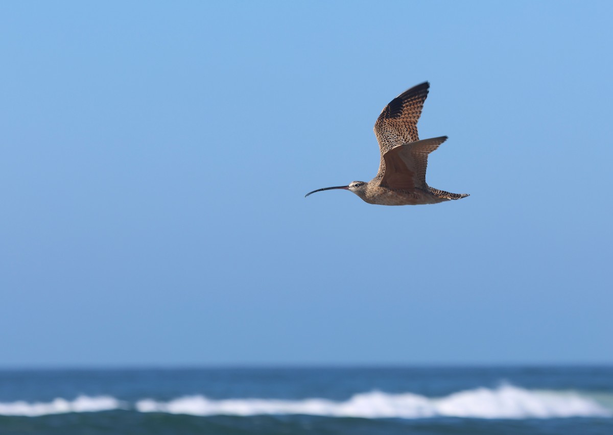 Long-billed Curlew - ML611482181
