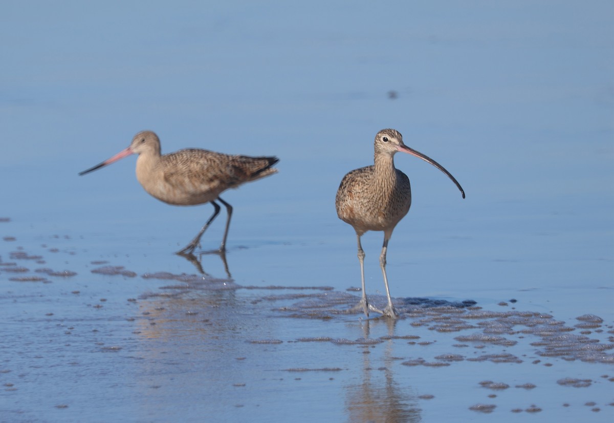 Long-billed Curlew - ML611482183