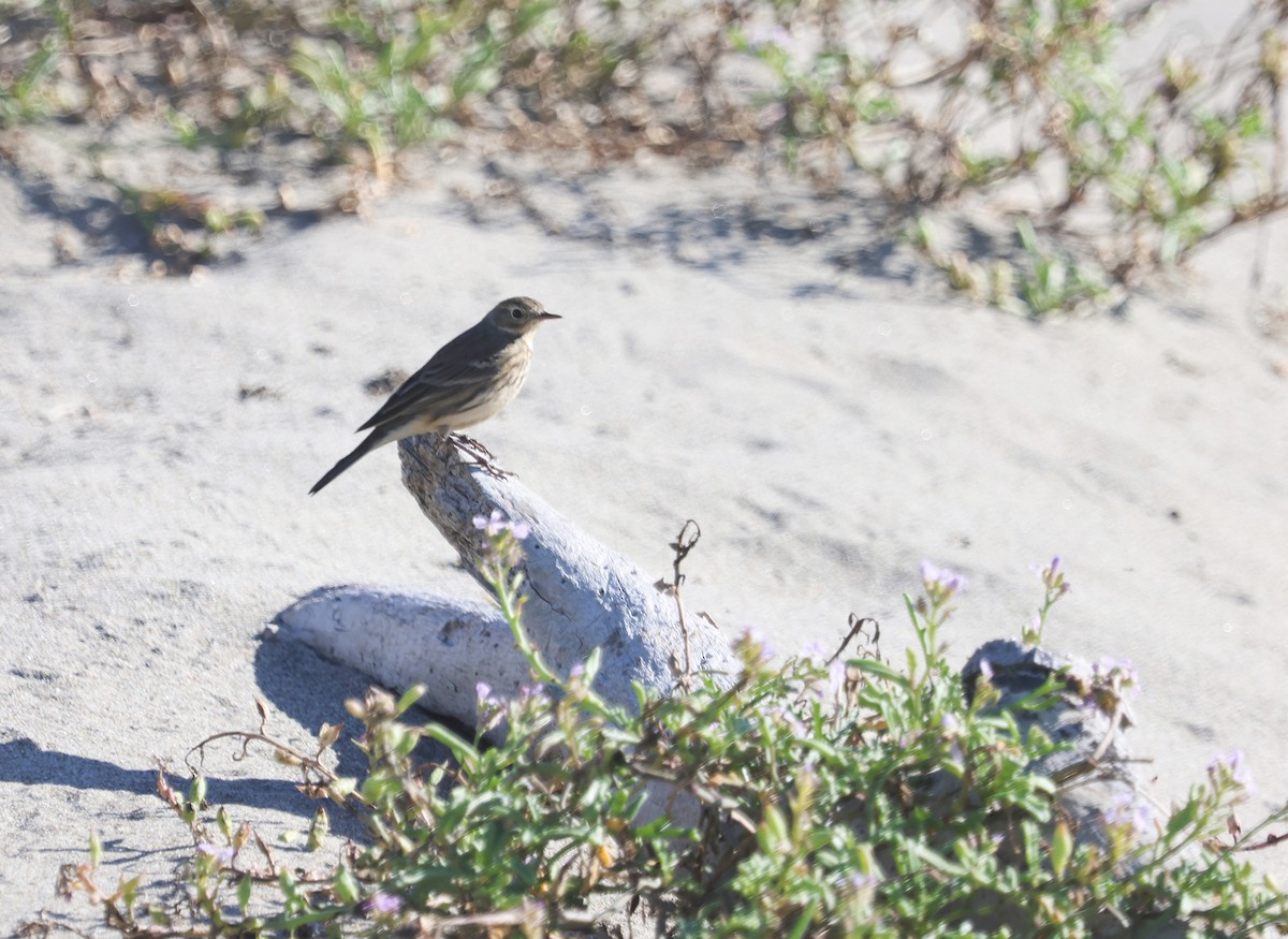 American Pipit (rubescens Group) - ML611482214