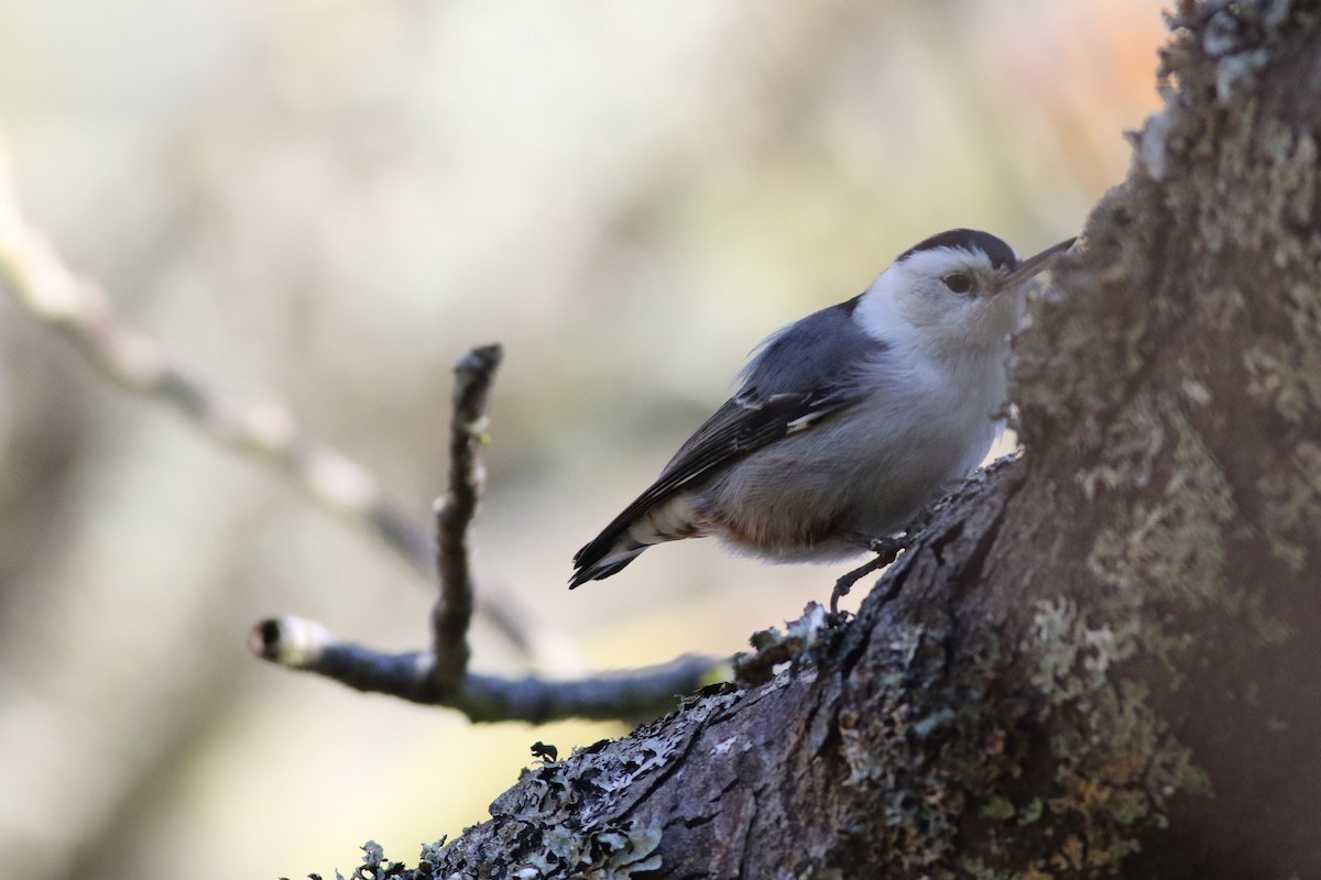 White-breasted Nuthatch - Sean McElaney