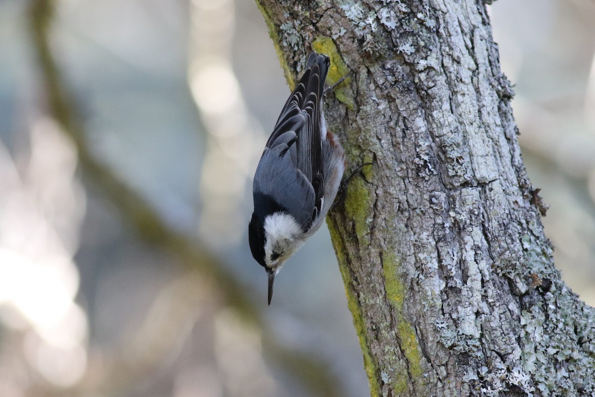 White-breasted Nuthatch - ML611482223