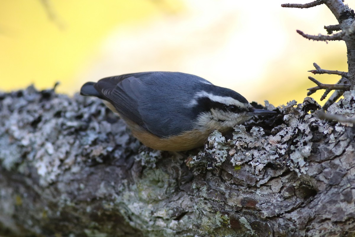 Red-breasted Nuthatch - ML611482226