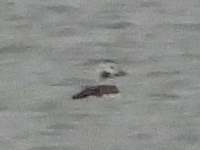Long-tailed Duck - ML611482401