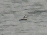 Long-tailed Duck - ML611482403