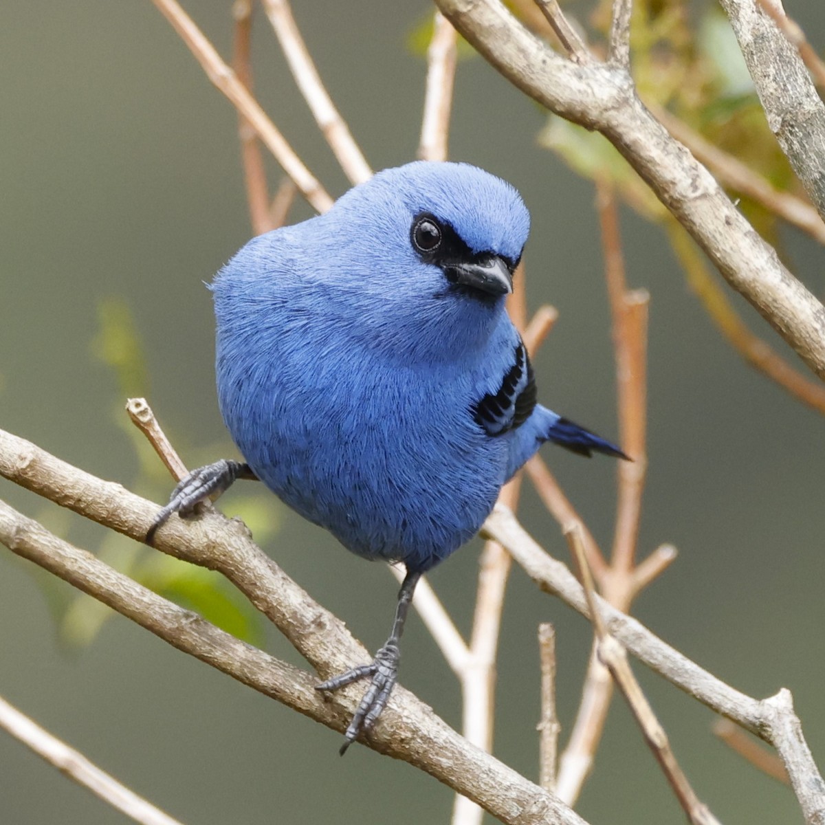 Blue-and-black Tanager - ML611482439