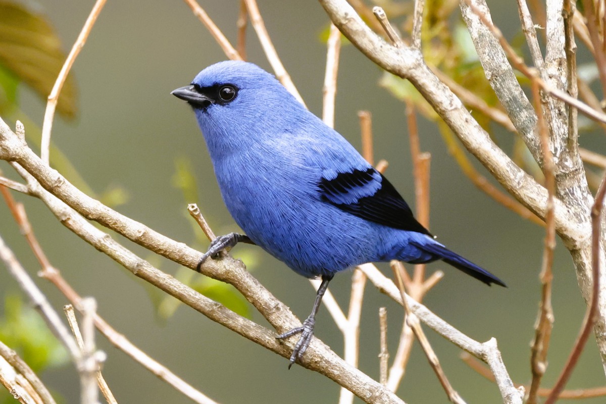 Blue-and-black Tanager - ML611482440