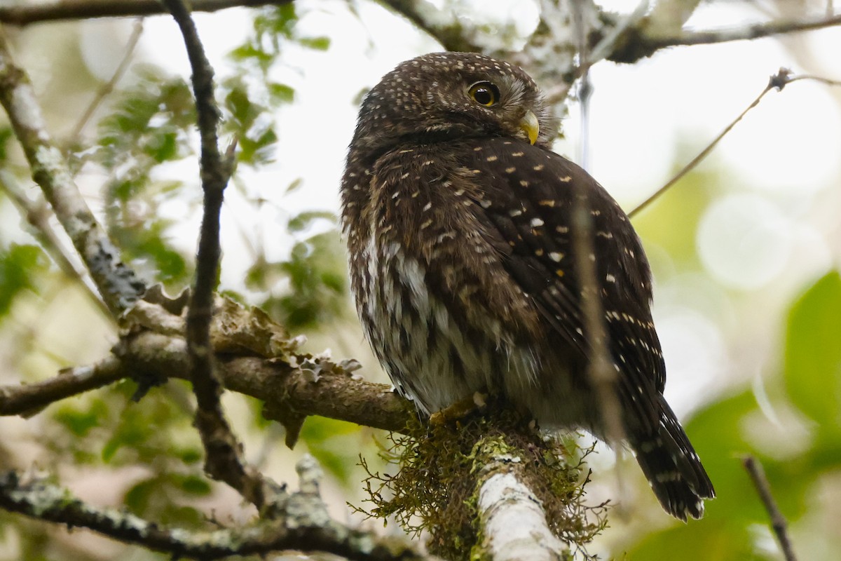 Andean Pygmy-Owl - ML611482579