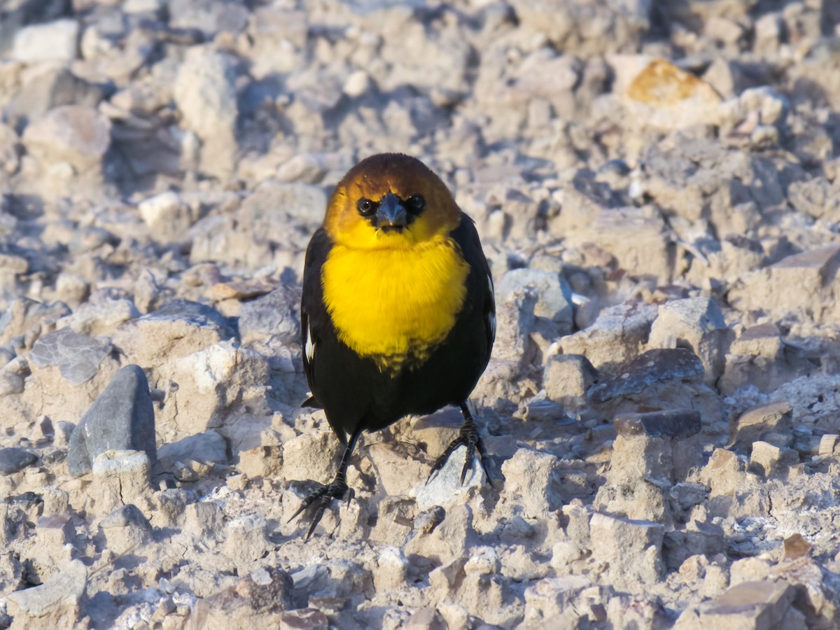 Yellow-headed Blackbird - ML611482612