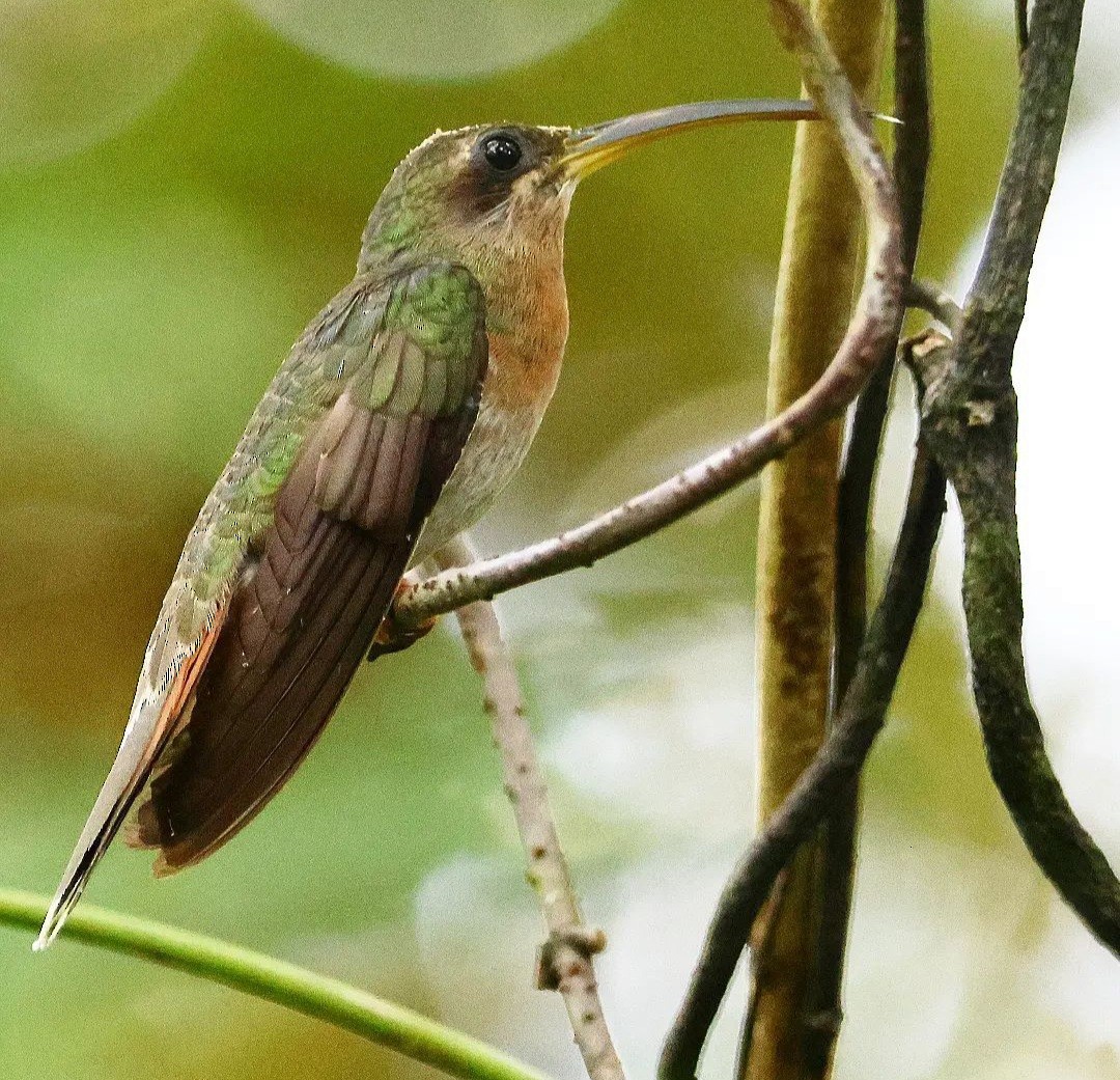 Краснохвостый колибри-отшельник - ML611482621