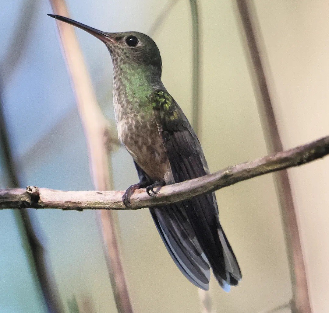 kolibřík skvrnitoprsý - ML611482629