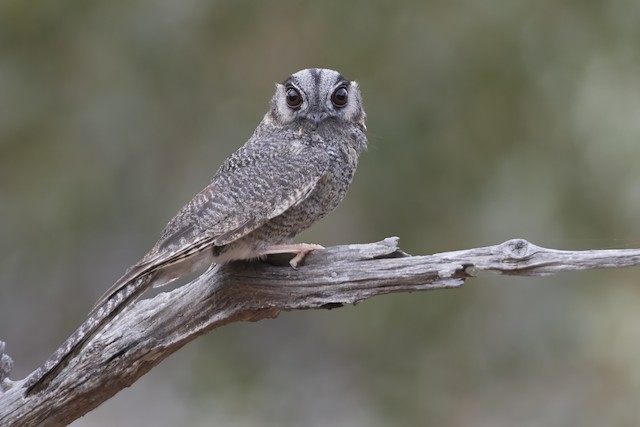 Australian Owlet-nightjar ML611482811