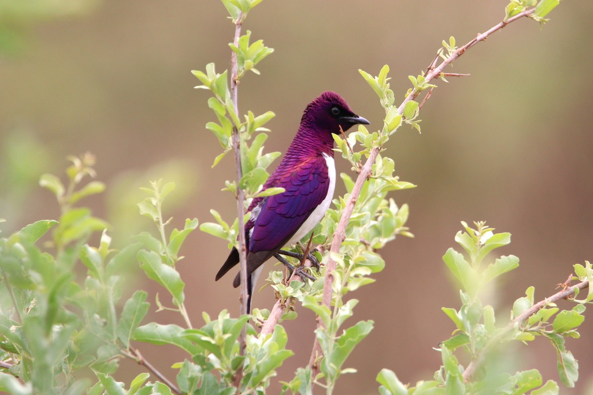 Violet-backed Starling - ML611483071