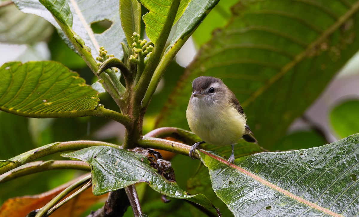 Brown-capped Vireo - ML611483082