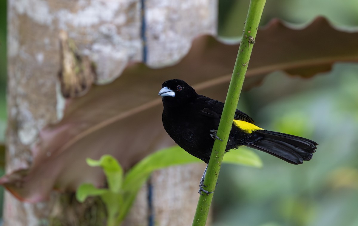 Flame-rumped Tanager (Lemon-rumped) - ML611483136