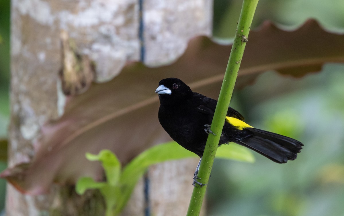 Flame-rumped Tanager (Lemon-rumped) - ML611483138