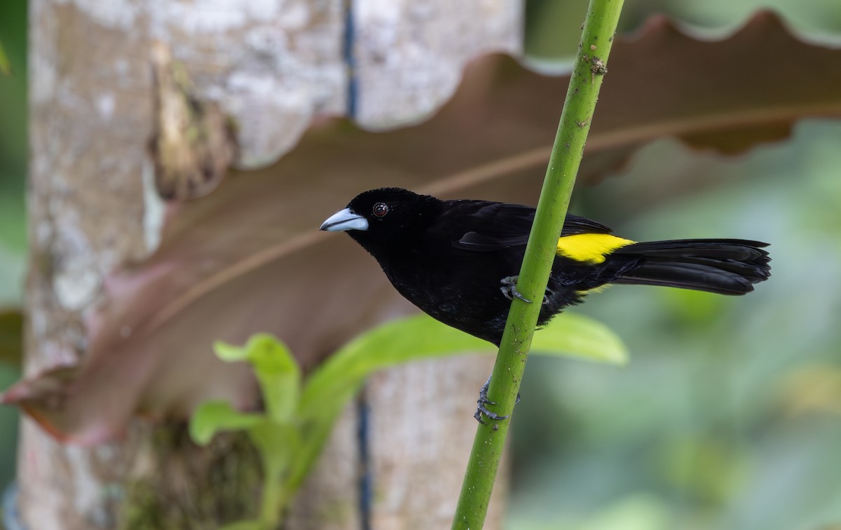 Flame-rumped Tanager (Lemon-rumped) - ML611483140