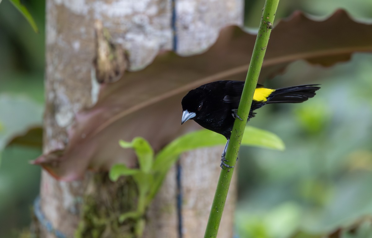 Flame-rumped Tanager (Lemon-rumped) - ML611483141