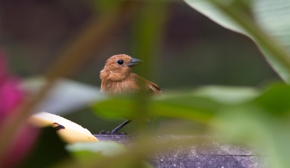 White-lined Tanager - ML611483147