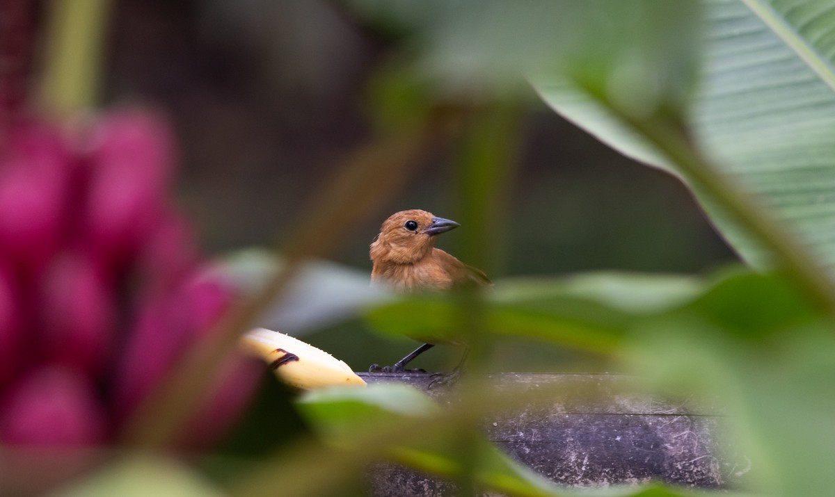 White-lined Tanager - ML611483149