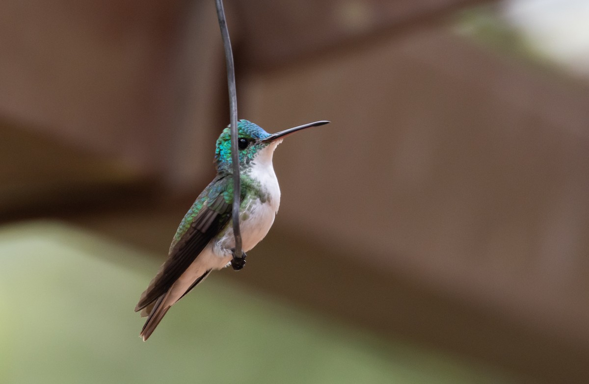kolibřík andský - ML611483161