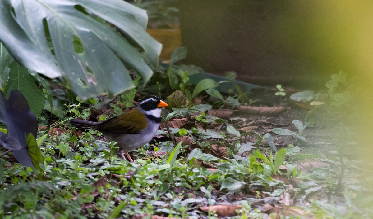 Orange-billed Sparrow (aurantiirostris Group) - ML611483167