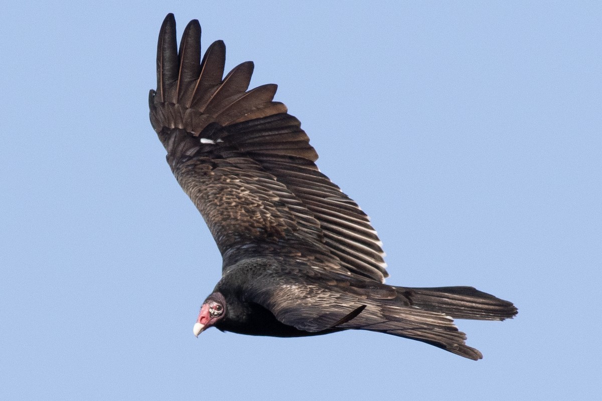 Turkey Vulture - ML611483204