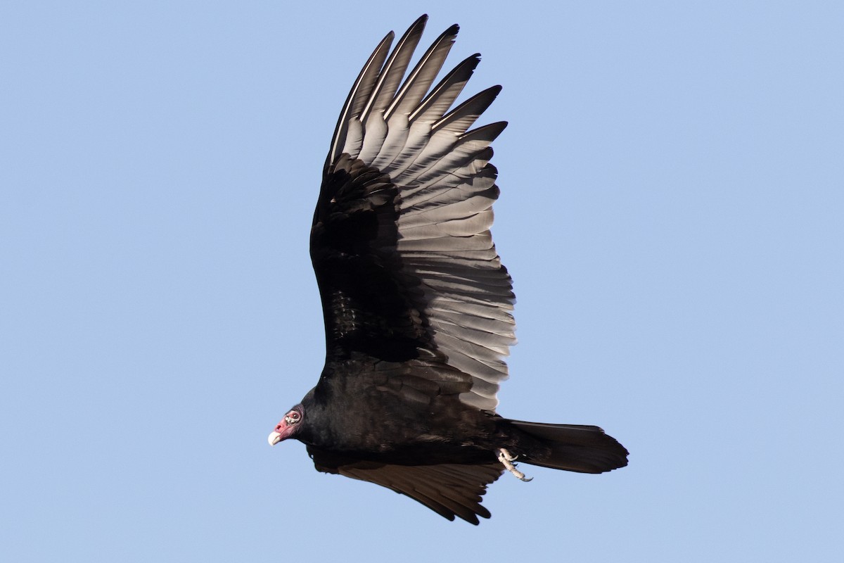 Turkey Vulture - ML611483207