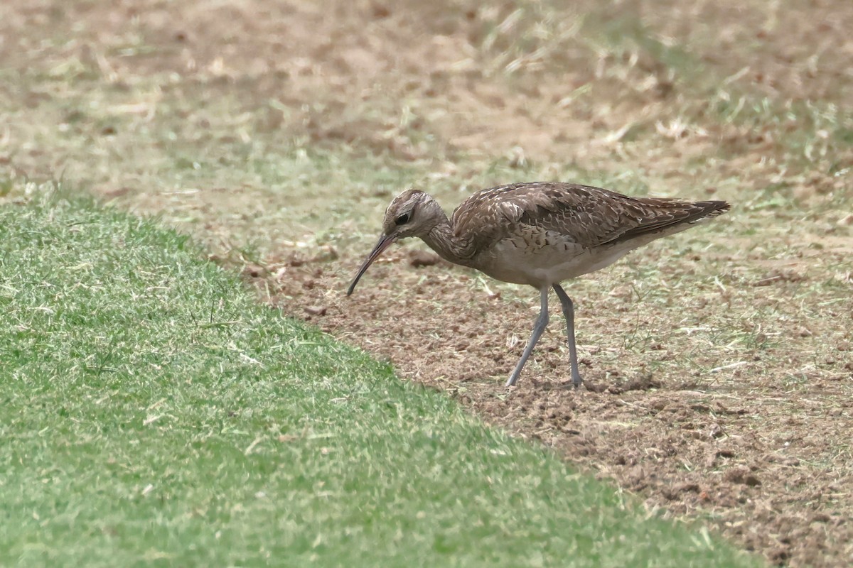 eBird Checklist - 24 Nov 2023 - Greenfield Turf Farm (Cribb Rd ...