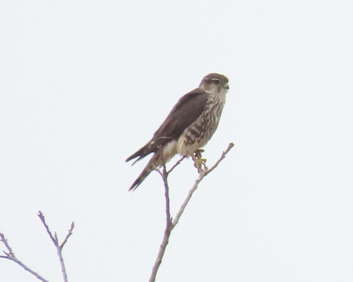Merlin - ML611483551