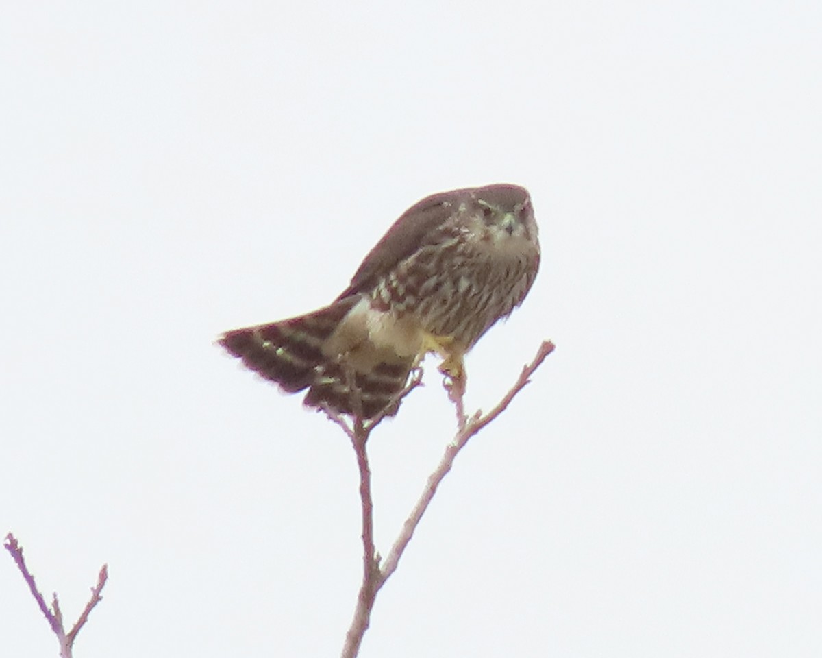 Merlin - ML611483552