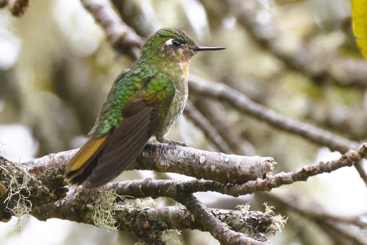 kolibřík dřišťálový - ML611483560