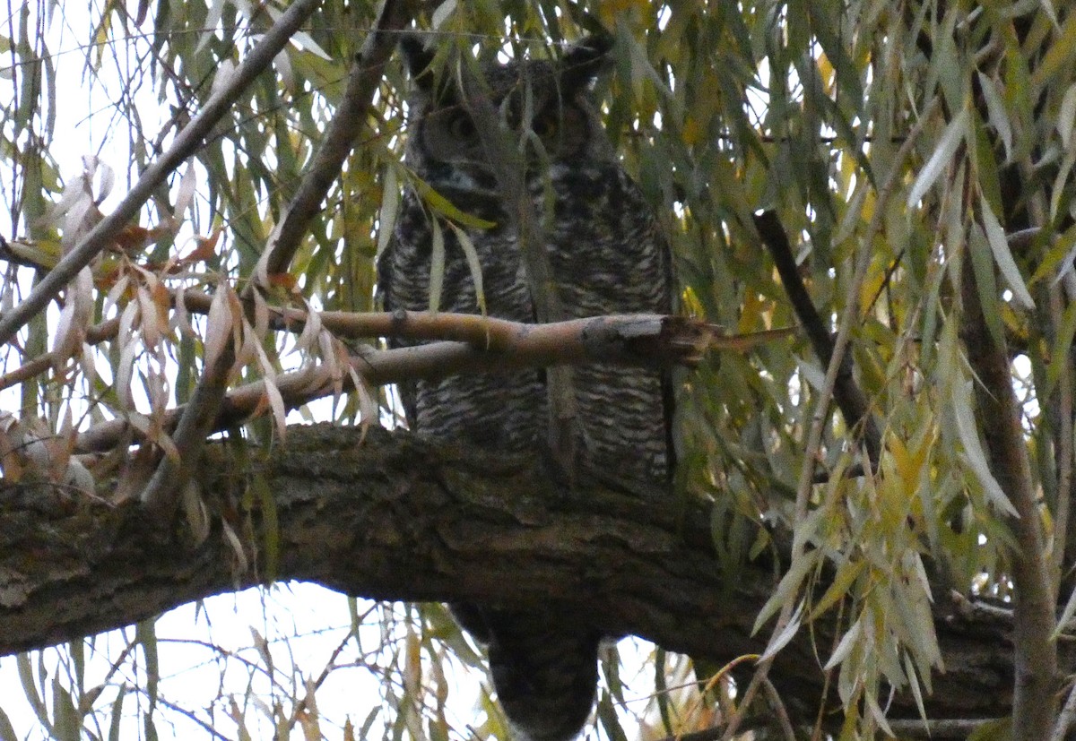 Great Horned Owl - ML611483773